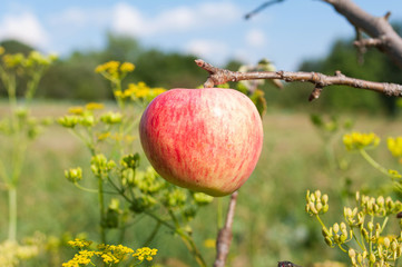 Single apple