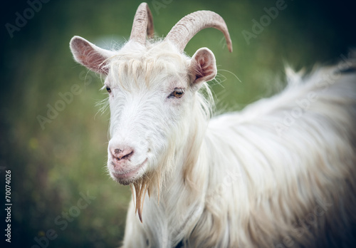 Fotografia  white goat
