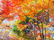 Farbexplosion im Herbstwald mit Sonnenlicht