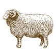 vector illustration of engraving ram