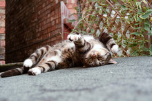 Tabby Cat Rolling Over On Shed Roof