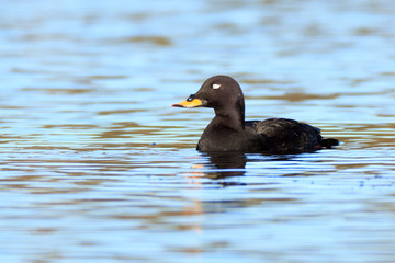 Poster - melanitta fusca, velvet scoter.