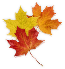 Basic_Autumn_Leaves