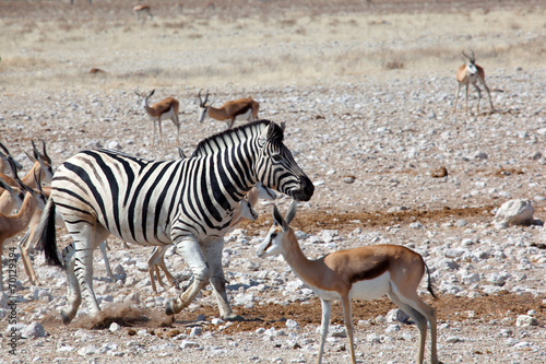 Plakat na papierze fotorealistycznym Zebra con springbock w Namibii