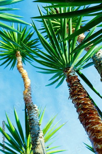 Plakat na papierze fotorealistycznym Trzy gałęzie palm na tle nieba