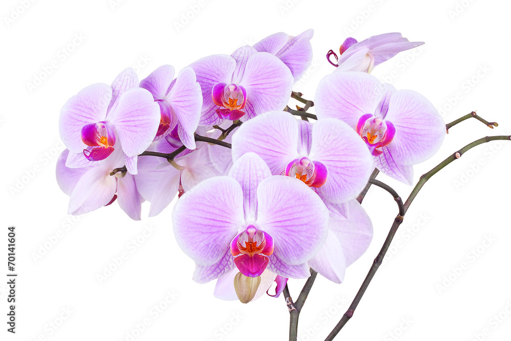 Pink orchid isolated on a white backfround - obrazy, fototapety, plakaty 