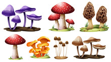 Different Types Of Mushrooms