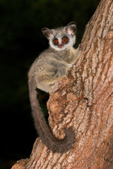 Wall Mural - nocturnal lesser bushbaby (galago moholi)