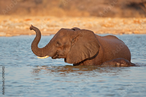 Naklejka samoprzylepna Słoń w wodzie, park narodowy etosha