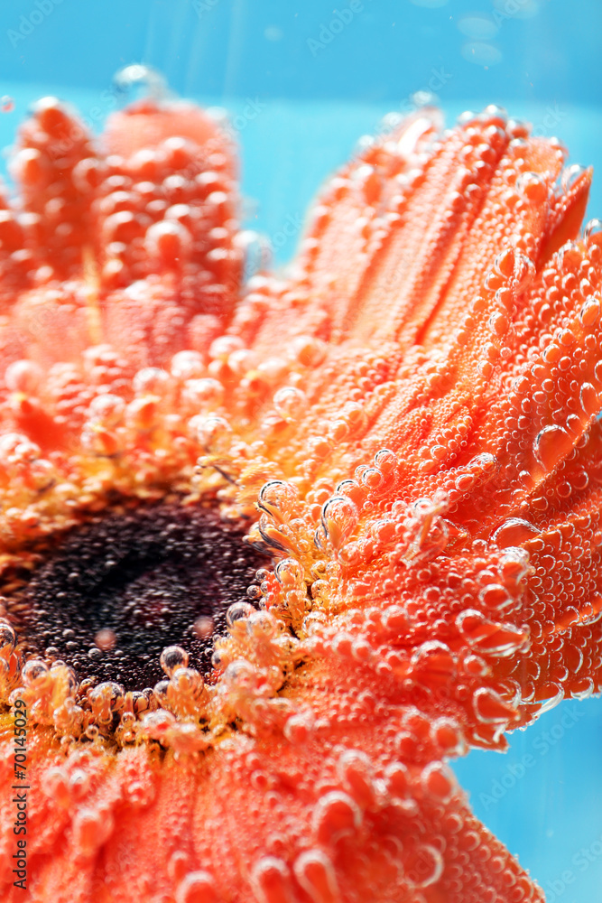Beautiful flower in sparkling water, close-up
