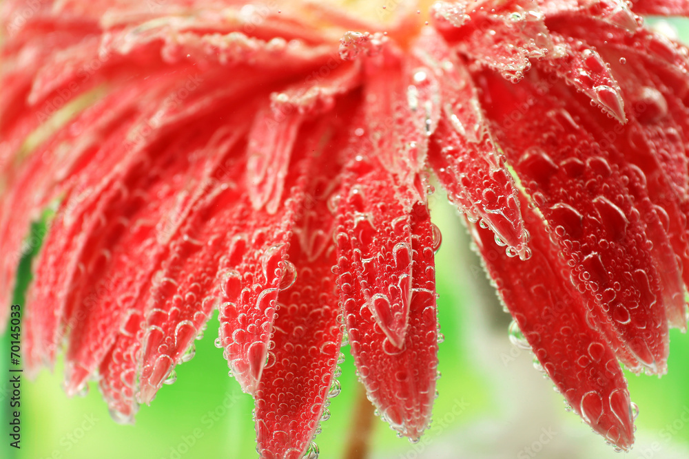 Beautiful flower in sparkling water, close-up
