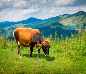 Wall Mural - amazing mountain landscape with fog and cows