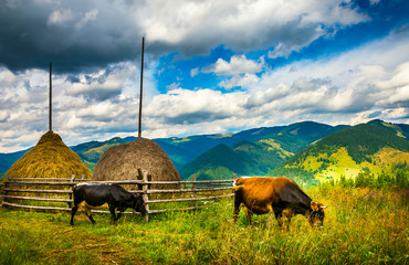 Wall Mural - amazing mountain landscape with fog and cows