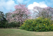 Pink Tabebuia Tree And Yellow Royal Poinciana With Blue Sky At T