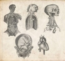 Vintage Anatomical Image