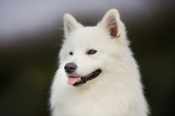 Sticker - Pedigree samoyed dog