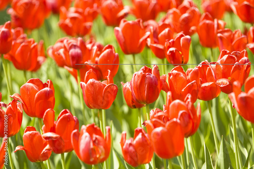 Naklejka samoprzylepna Czerwone tulipany