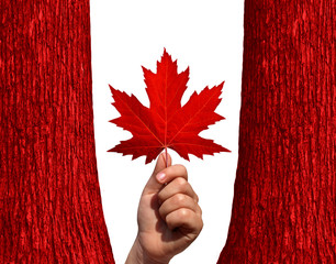 Wall Mural - canadian autumn