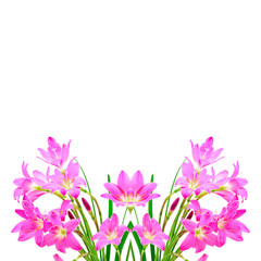 Wall Mural - Zephyranthes Lily