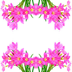 Wall Mural - Zephyranthes Lily