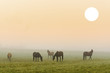 Pferde Nebel Morgenstimmung
