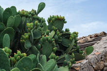Prickly Pears On Abandoned House