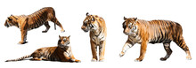  Set Of Tigers  Over White Background