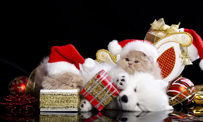 kitten and puppy with santa hats