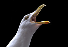 Screaming Seagull Isolated Against A Black Background