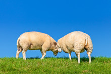 Two Playing Dutch Sheep On A Dyke