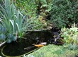 bassin de jardin et carpes koï