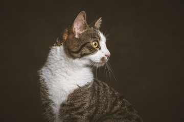 Cute young tabby cat with white chest against dark fabric backgr