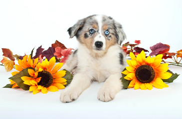 Wall Mural - Australian Shepherd