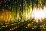 Fototapeta Las - Morning light of the sun makes its way through the forest