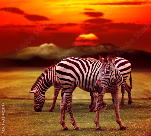 Plakat na papierze fotorealistycznym Dzika zebra stojący w zielonej trawie pole przed piękny ciemniusieńki