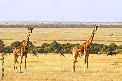 Tapeta ścienna Żyrafy na masai mara w Afryce