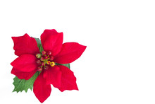 Beautiful Red Poinsettia On White Background.