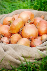 Wall Mural - Harvested onions