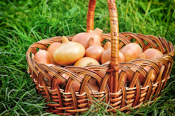 Sticker - Fresh onions in basket on grass