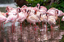 A Flock Of Pink Flamingos And Reflection In The Water.