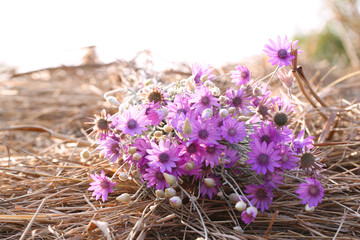 Poster - Beautiful wild flowers on straw close-up