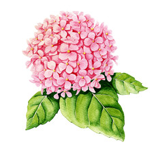 Pink Hydrangea. Watercolor