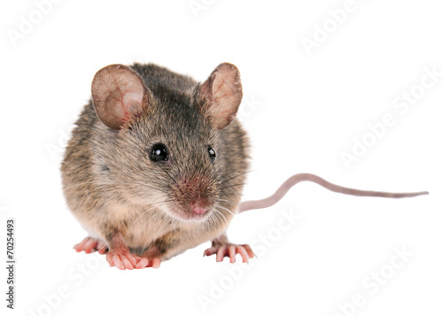Fotografía Field Mouse. isolated. striped field mouse