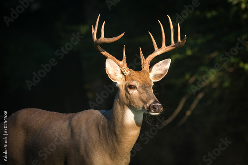 Board z aluminiowym obramowaniem Duże jelenie whitetailed buck