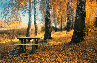 Fotoroleta trawa jesień las