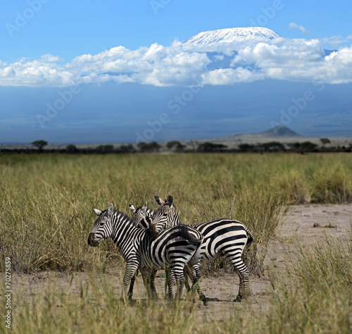 Plakat na papierze fotorealistycznym Zebra