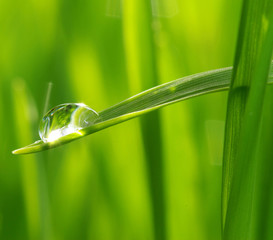 Wall Mural - drop on grass