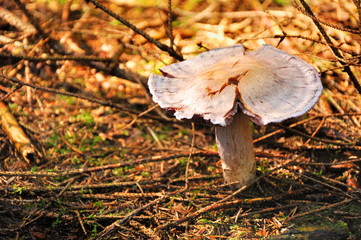 mushroom in forest