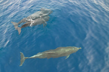 Three Dolphins In Sea