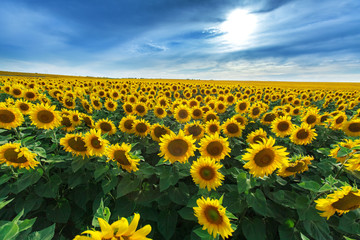 field of sunflowers